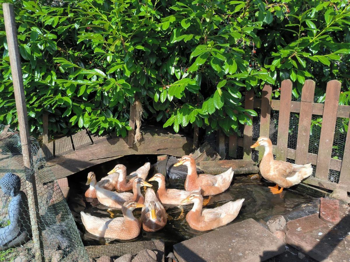Ferienwohnung Mohnkopf - Unterkunft Fuer 2 Bis 3 Personen Mit Terrasse Jerrishoe ภายนอก รูปภาพ